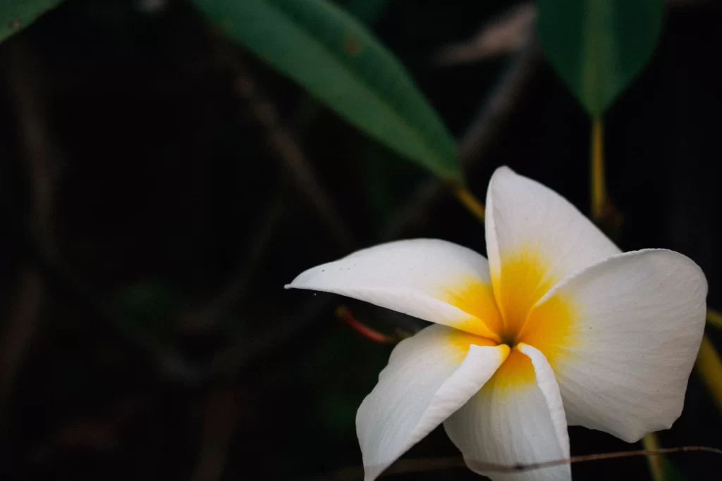 White Yellow Petals Center Nature