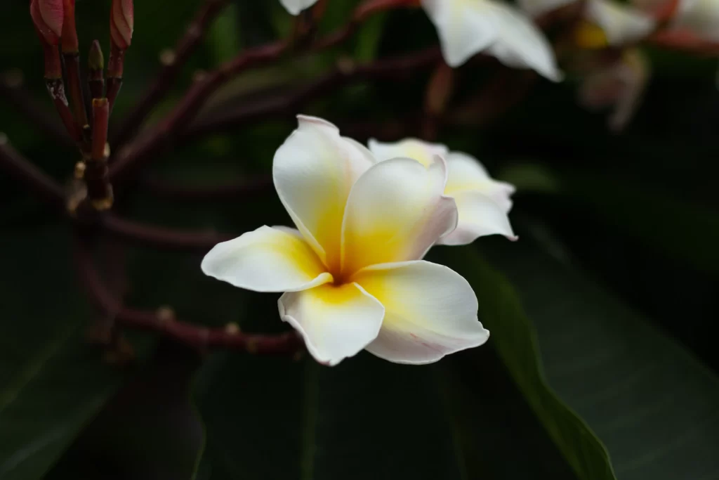 White Yellow Petals Central Core Plumeria Flower