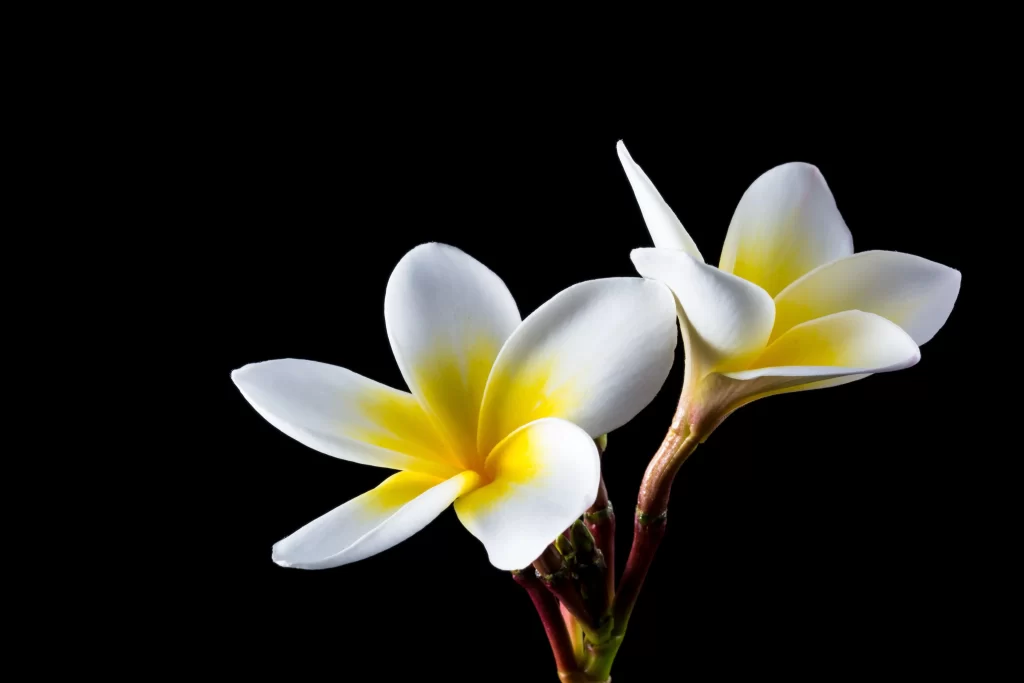 White Yellow Petals Central Blossom