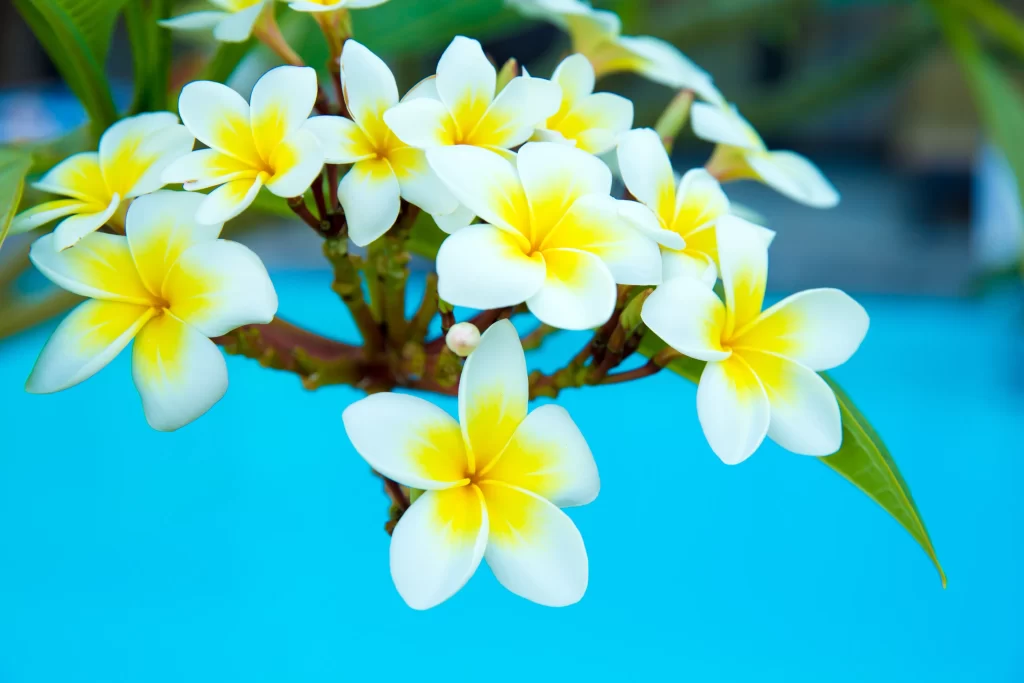 White Yellow Petals Cluster Bright