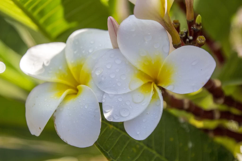 White Yellow Petals Dewdrops Bright Sunlight