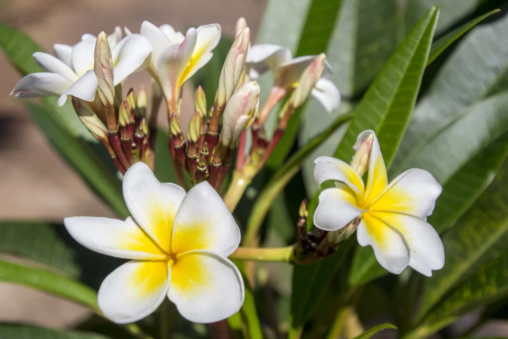 White Yellow Petals Fragrant warm Tropical