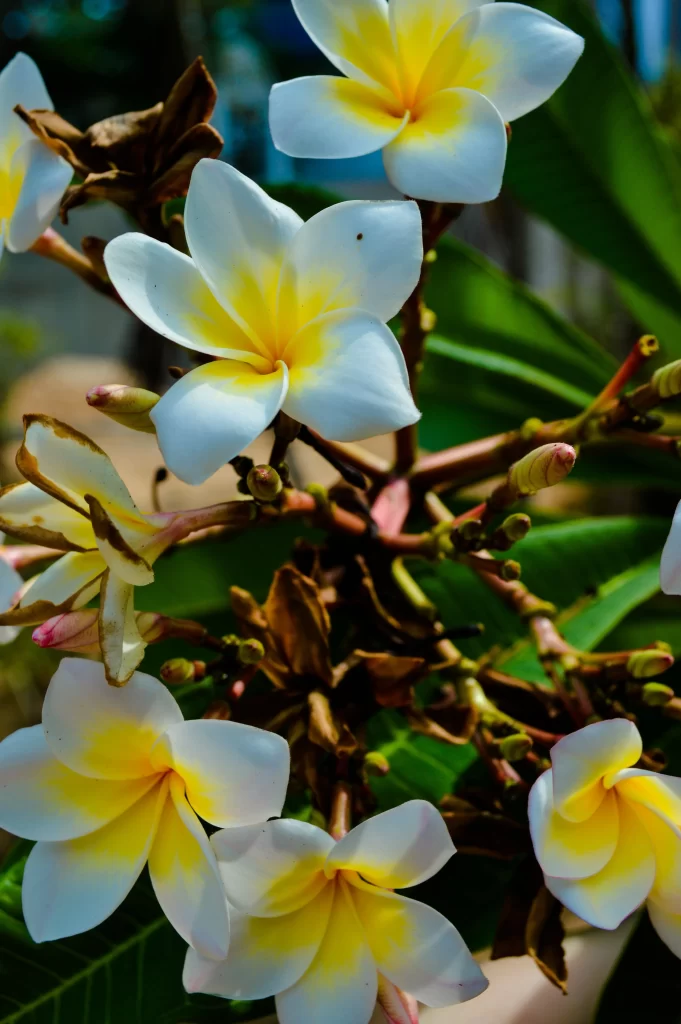 White Yellow Petals Fragrant warm Tropical