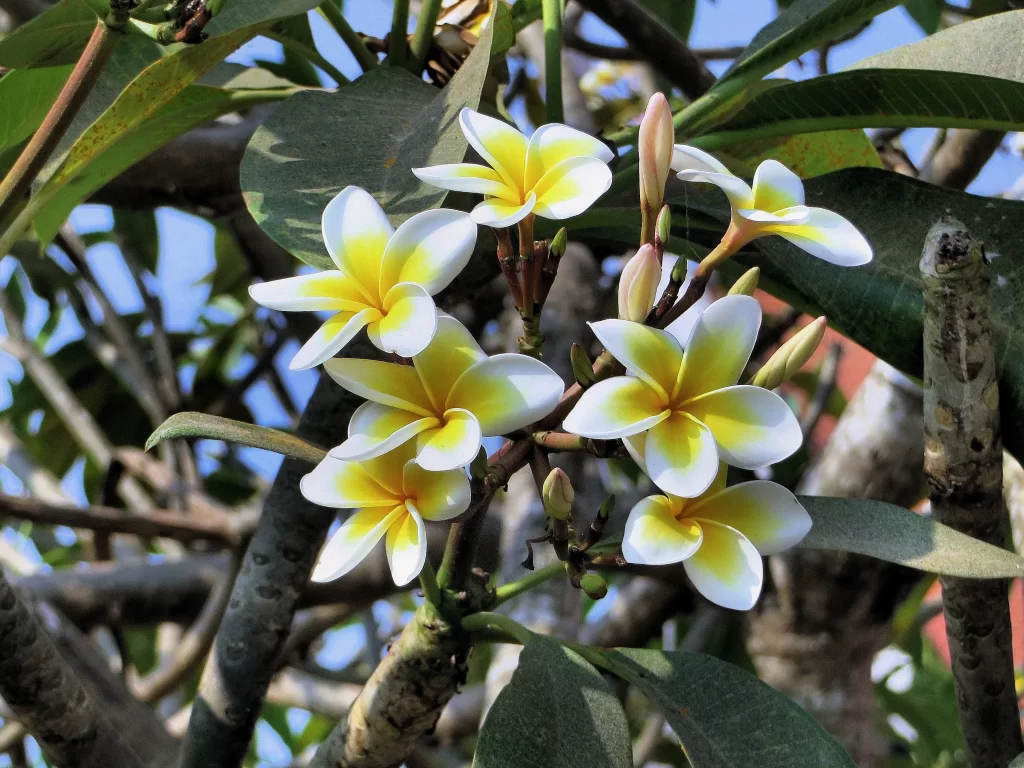 White Yellow Petals Fragrant Blooming Nature