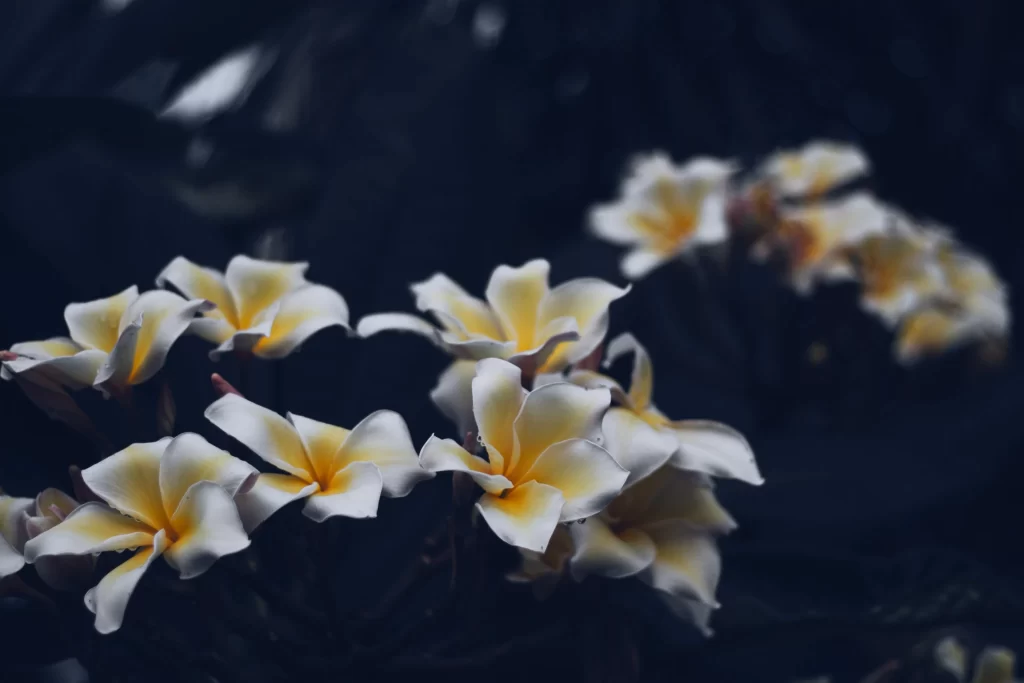 White Yellow Petals Fragrant Blooming