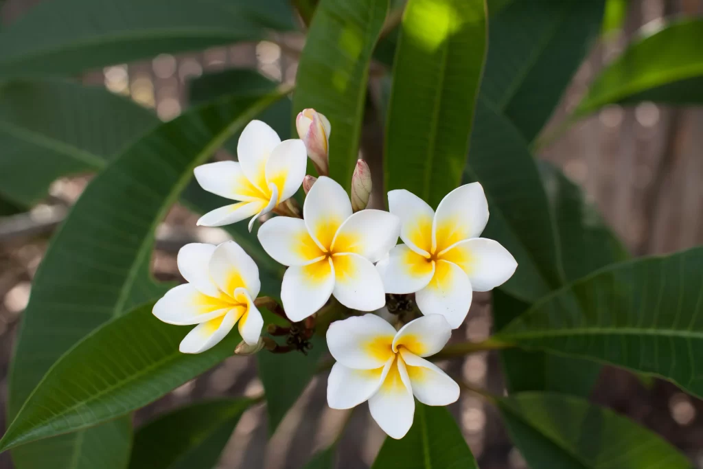 White Yellow Petals Fragrant warm Tropical