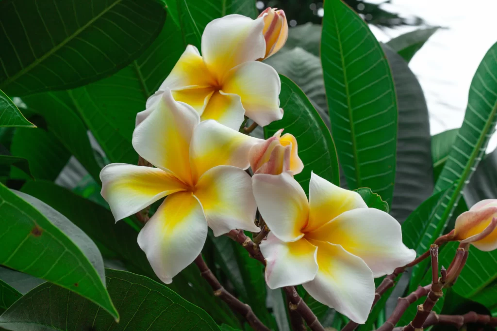 White Yellow Petals Fragrant warm Tropical