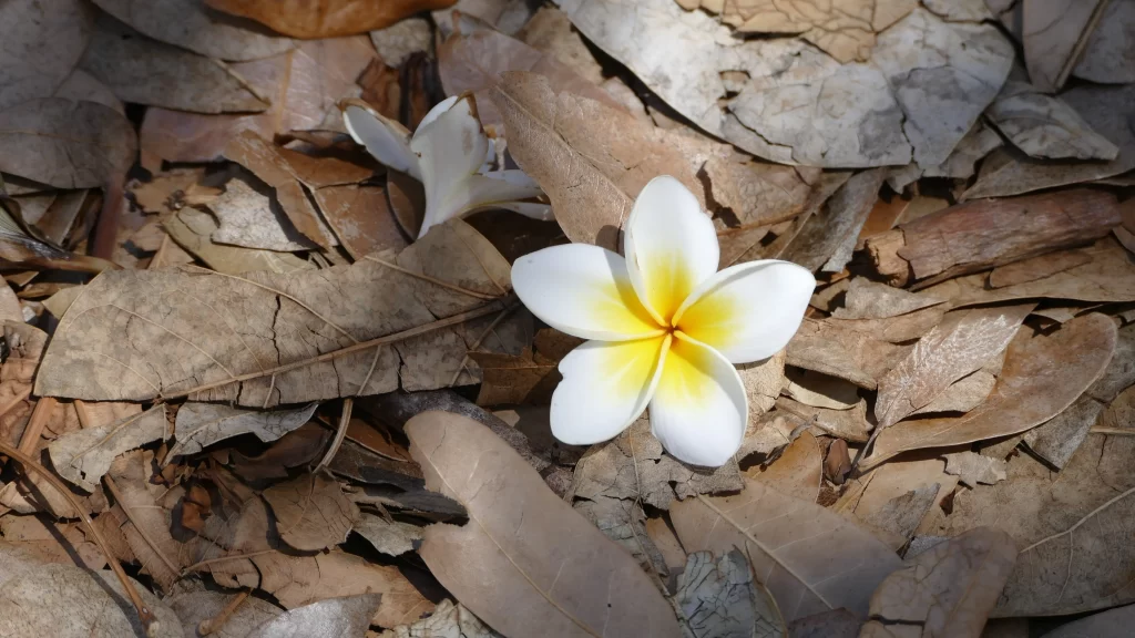 White Yellow Petals Fragrant Tropical Nature