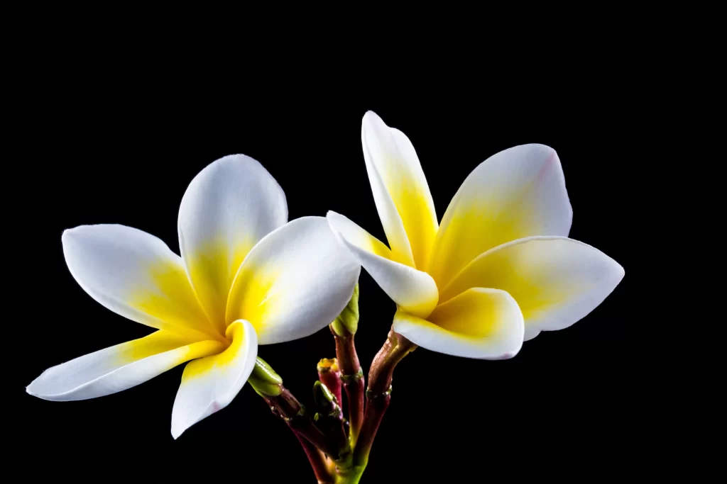 White Yellow Petals Gradation Symmetry Black Background