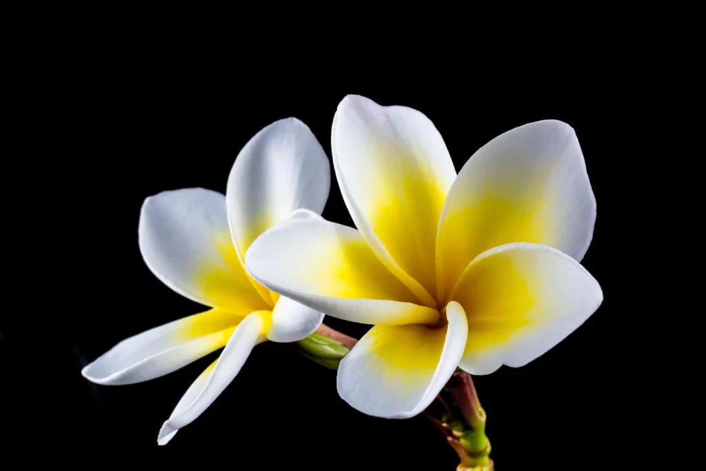 White Yellow Petals Gradation Plumeria Flower