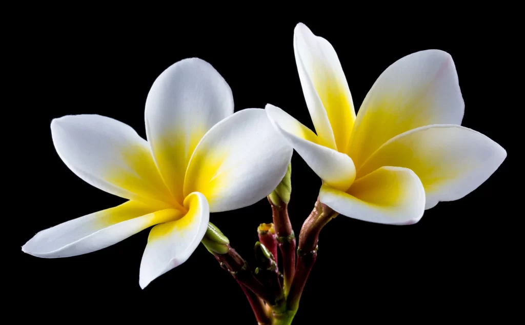 White Yellow Petals Gradation Graceful