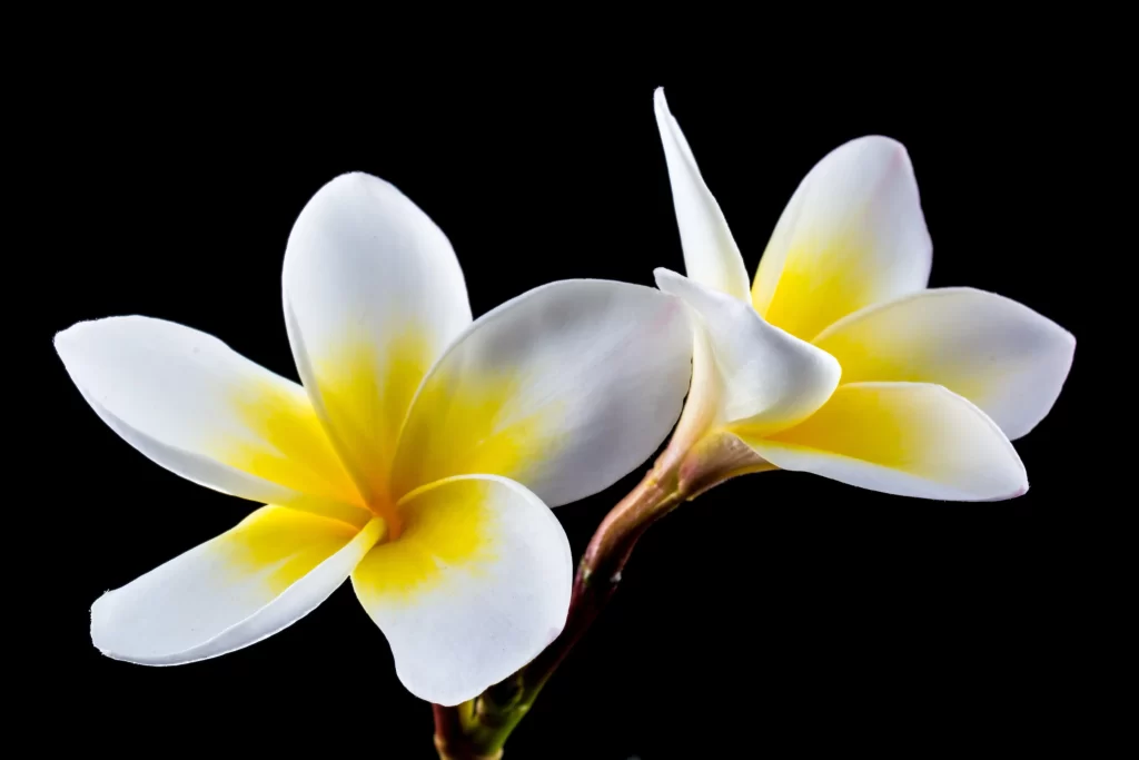 White Yellow Petals Gradient Center Blossom