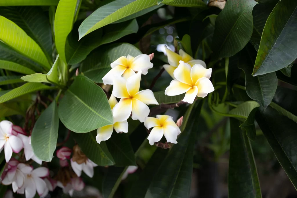 White Yellow Petals Green Leaves