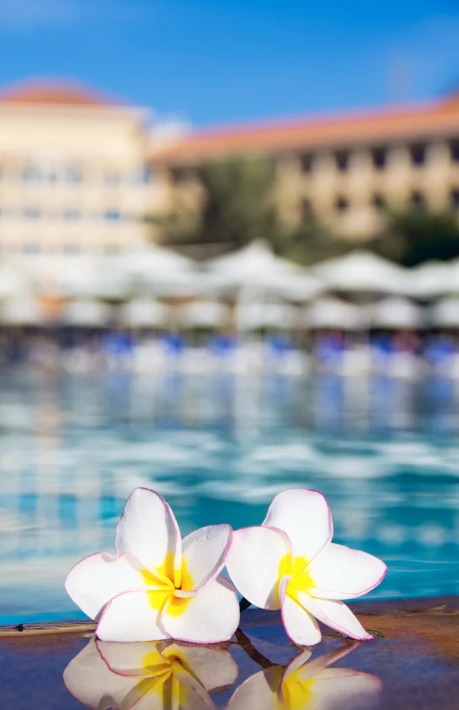 White Yellow Petals Reflective Poolside