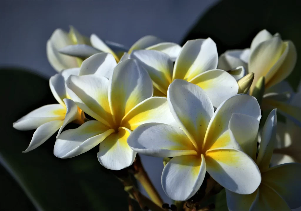 White Yellow Petals Sunlit Shadow