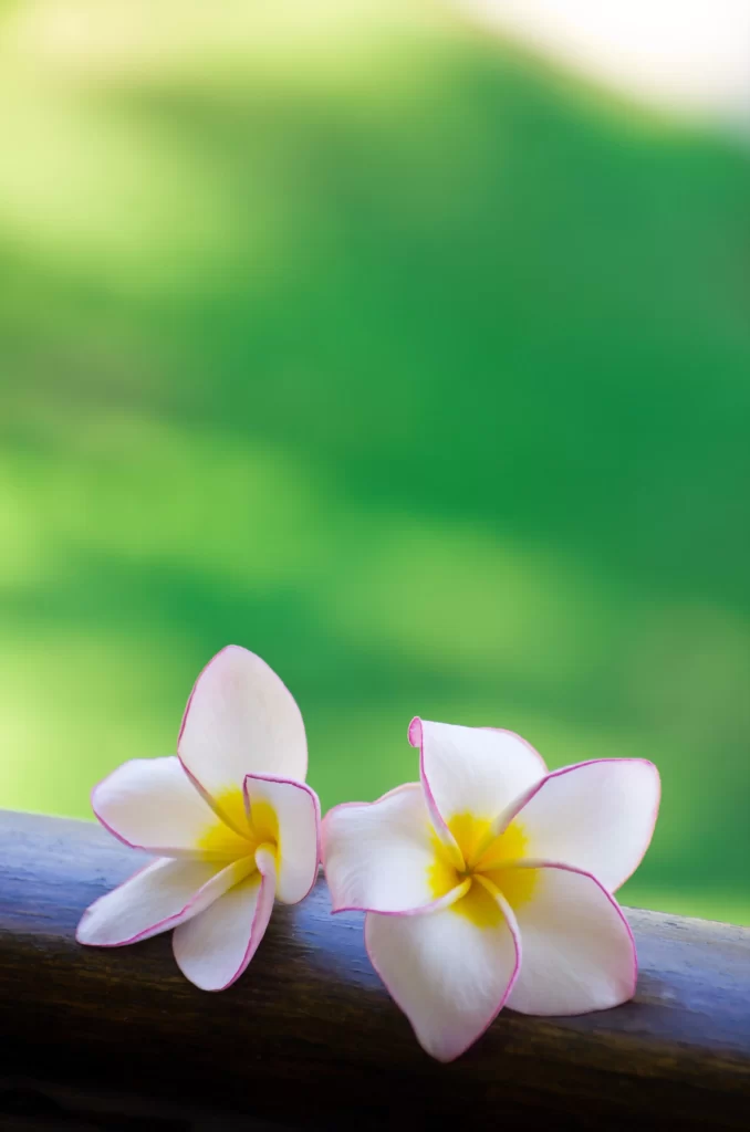 White Yellow Pink Petals Plumeria Nature