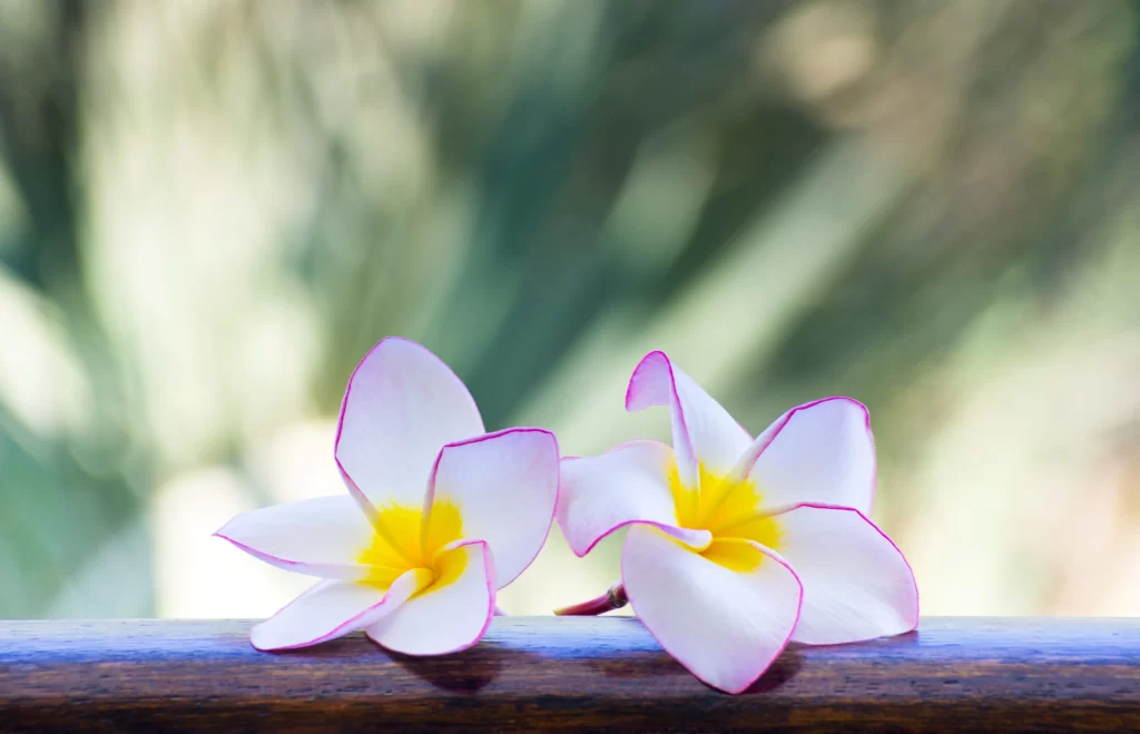 White Yellow Pink Petals Tropical Flower