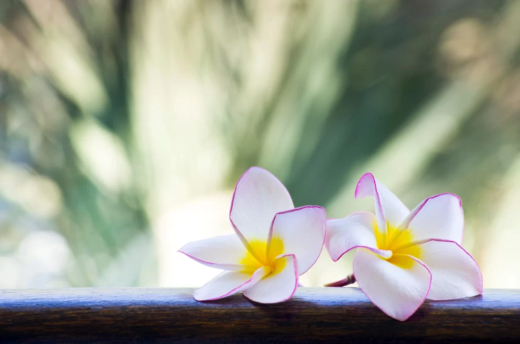 White Yellow Pink Petals Tropical