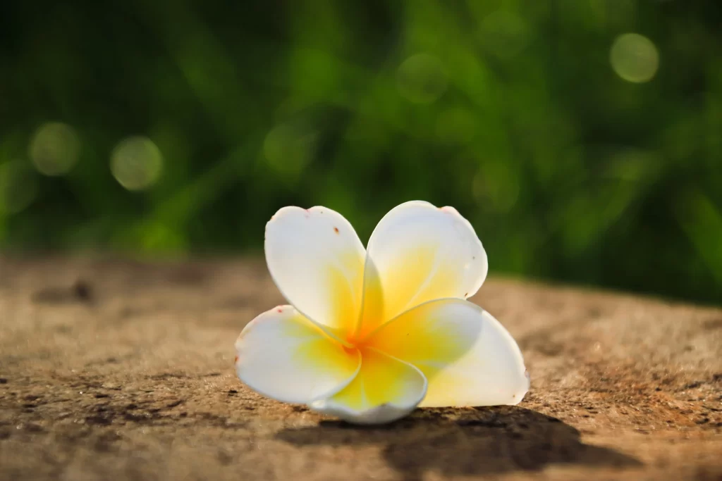 White Yellow Plumeria Petals Sunlight Shadow