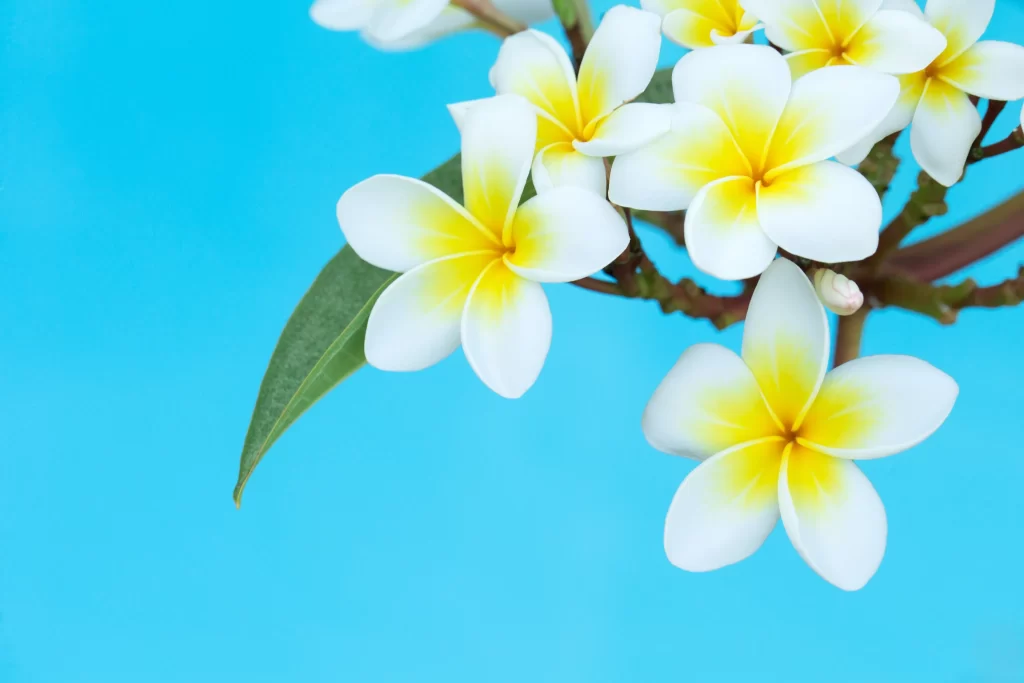 White Yellow Plumeria Petals Bright Background