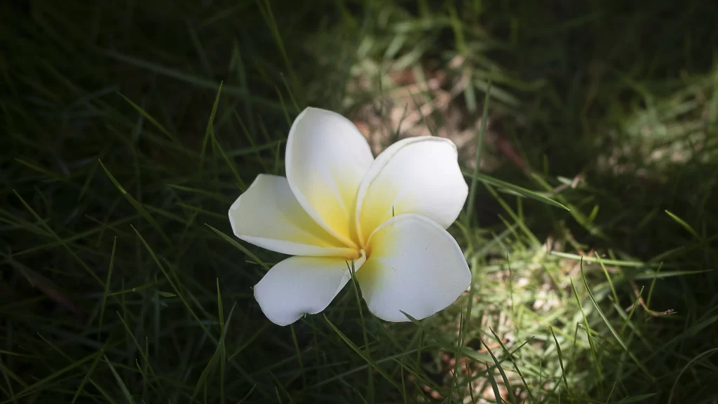White Yellow Plumeria Petals Grass