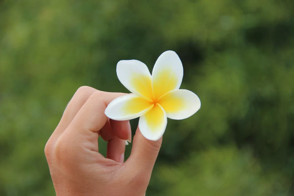 White Yellow Plumeria Petals Nature