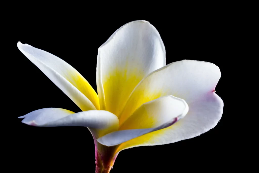 White Yellow Plumeria Petals Graceful