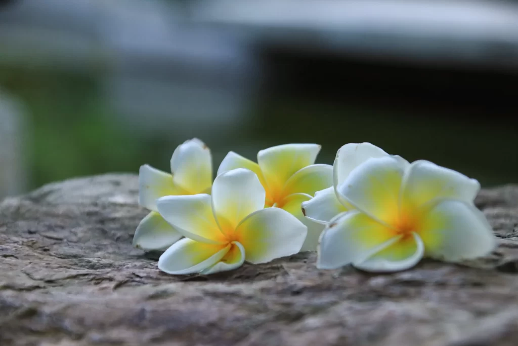 White Yellow Plumeria Petals Rock