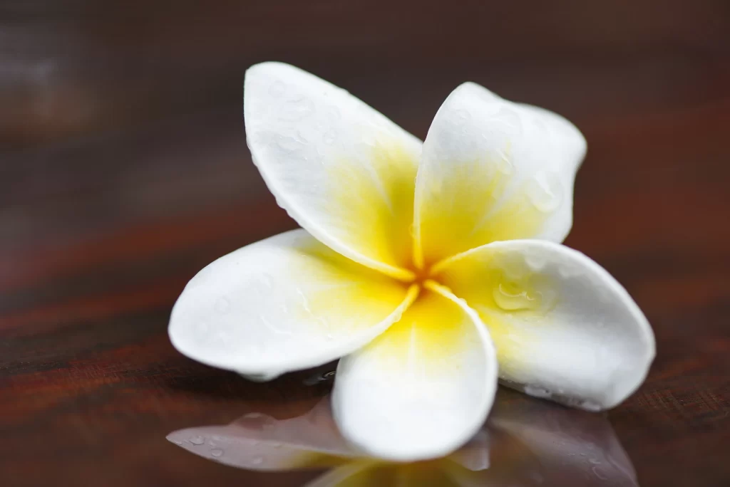 White Yellow Plumeria Petals Dewdrops Reflective