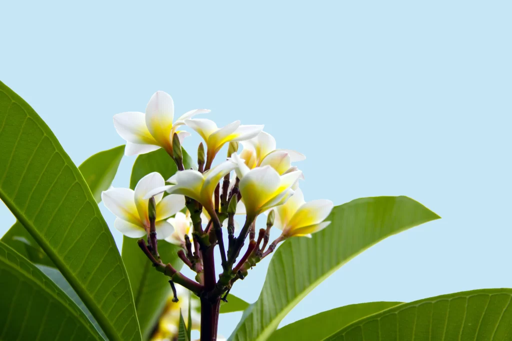 White Yellow Plumeria Petals Leaves