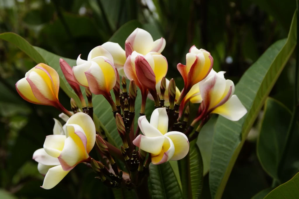 White Yellow Red Petals Plumeria Blooming