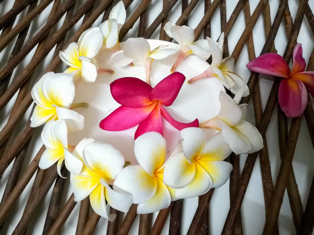 White Yellow Red Plumeria Petals Circle Center