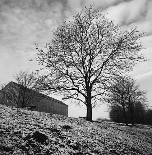 Winter Landscape Snowy Trees Dramatic High Contrast Mysterious