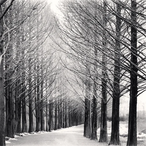 Winter Trees Pathway Symmetrical Black and White Minimalist