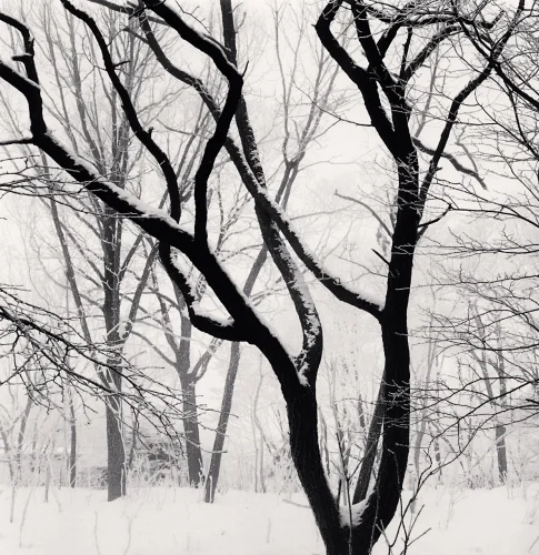 Winter Trees Snowy Landscape High Contrast Dramatic Mysterious Nature