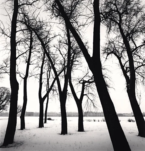 Winter Trees Snowy Landscape High Contrast Dramatic Nature