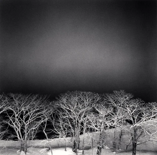 Winter Trees Snowy Landscape High Contrast Dramatic Mysterious