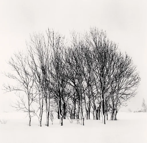 Winter Trees Snowy Minimalist High Contrast Nature