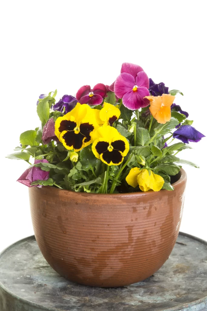Yellow Black Pansy Petals Green Leaves Terracotta Pot