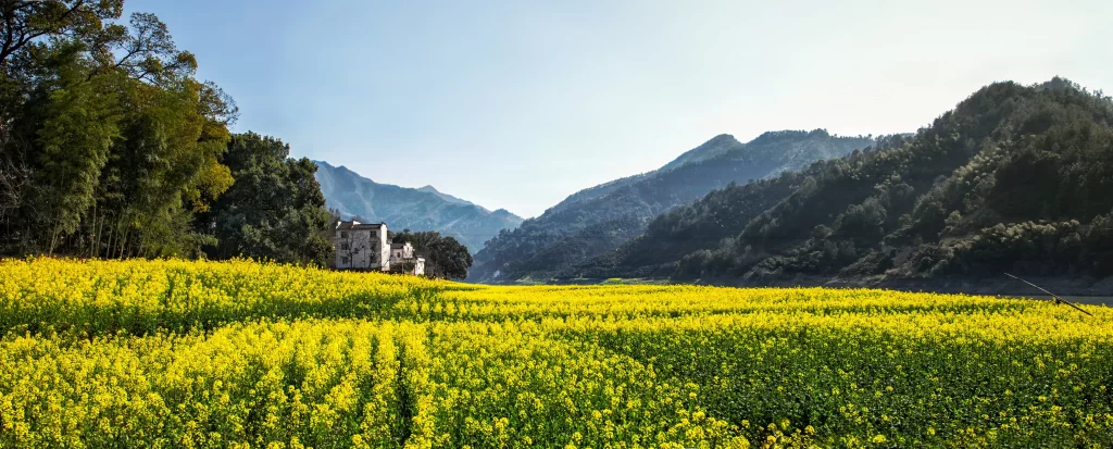 Yellow Blooming Field Greenery Mountain Scenic