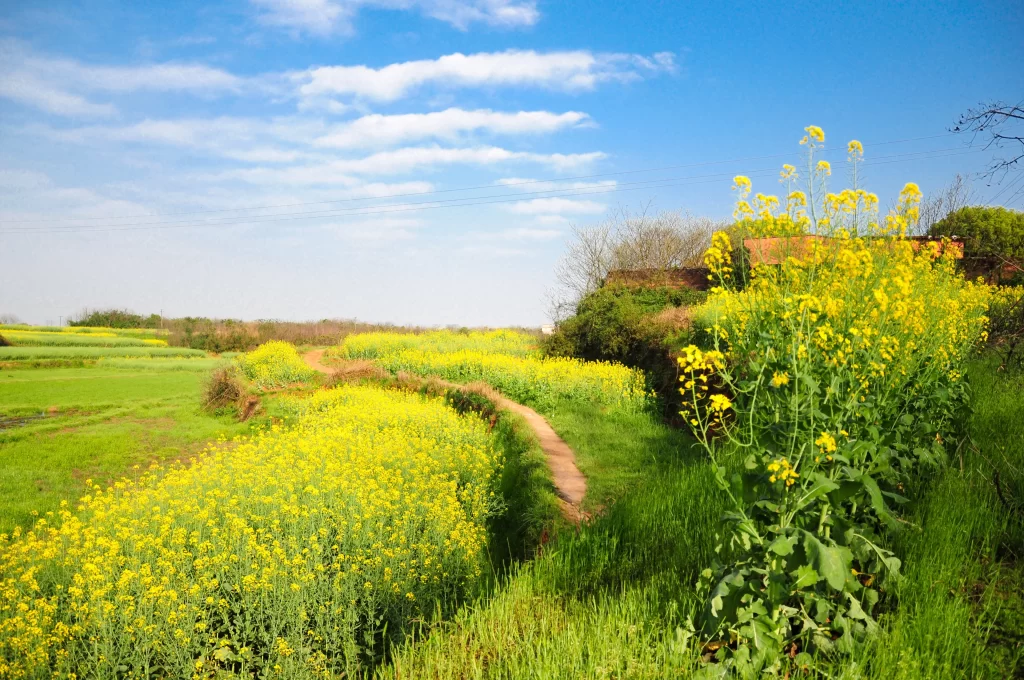 Yellow Blooming Field Pathway Greenery