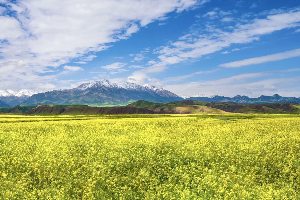 Yellow Blooming Field Vibrant Greenery Snow-Capped Mountains