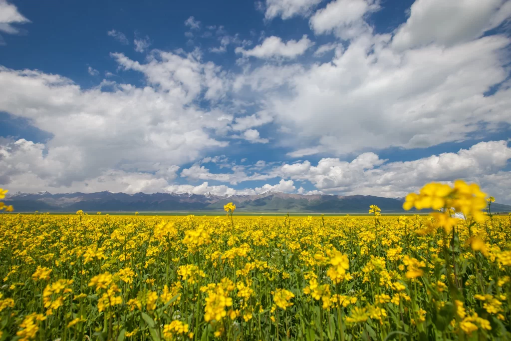 Yellow Blooms Field Greenery Sky Clouds