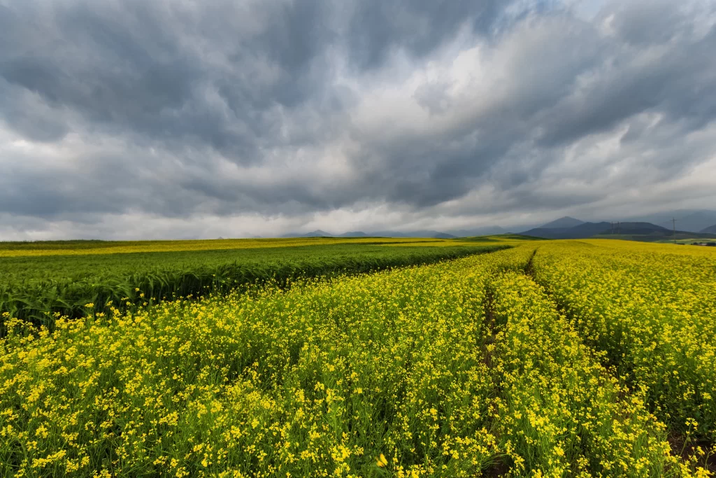 Yellow Blooms Field Greenery Cloudy Sky