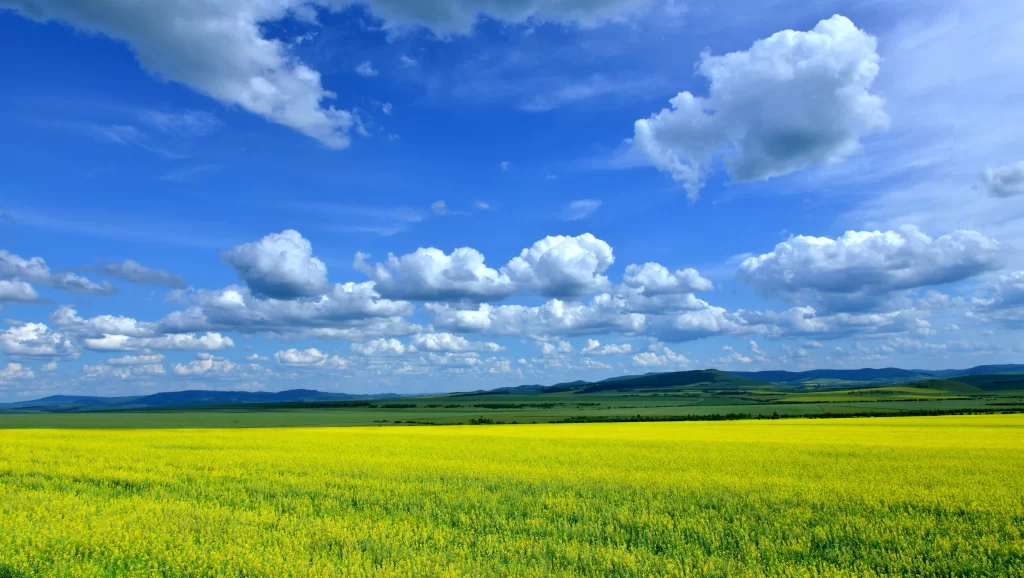 Yellow Blooms Field Sky Clouds