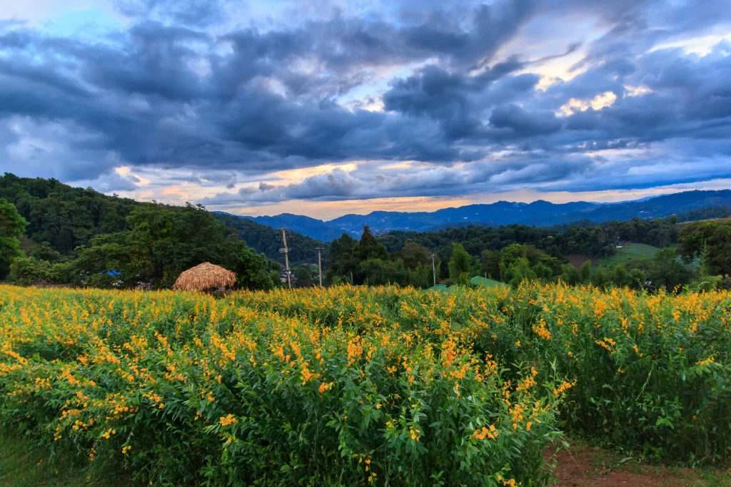 Yellow Blooms Greenery Cloudy Sky Mountain