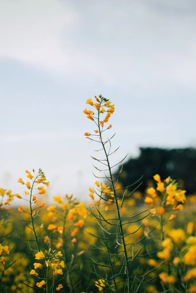 Yellow Blooms Thin Stems Green Leaves Clear Sky