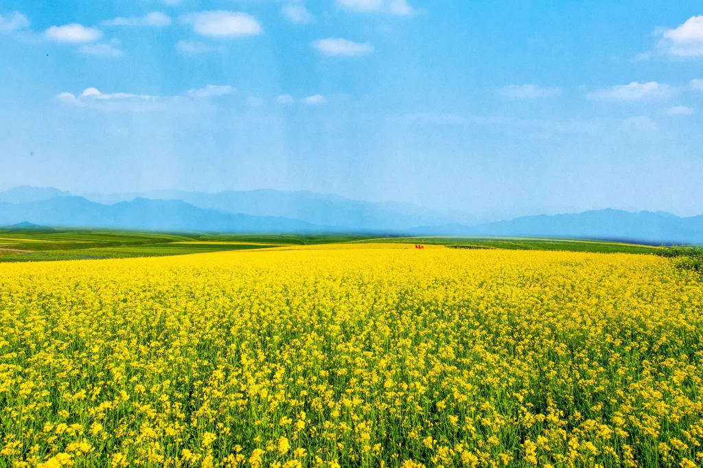 Yellow Blossom Field Greenery Sky