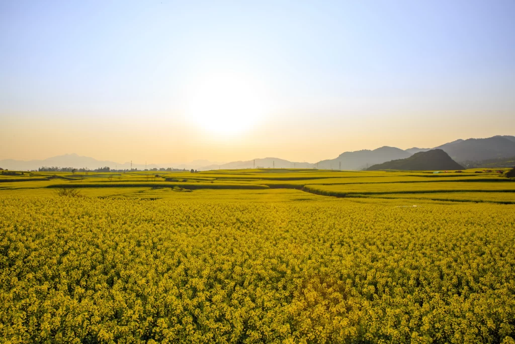 Yellow Blossom Field Sunlit Landscape