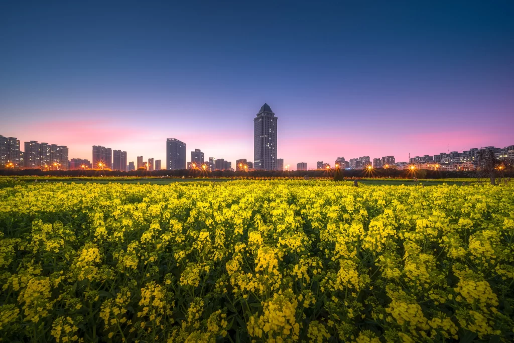 Yellow Blossom Field Urban Skyline